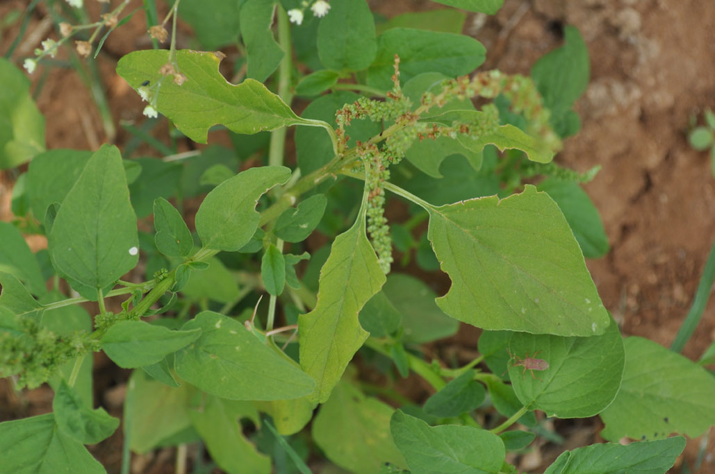 Amaranthus spinosus